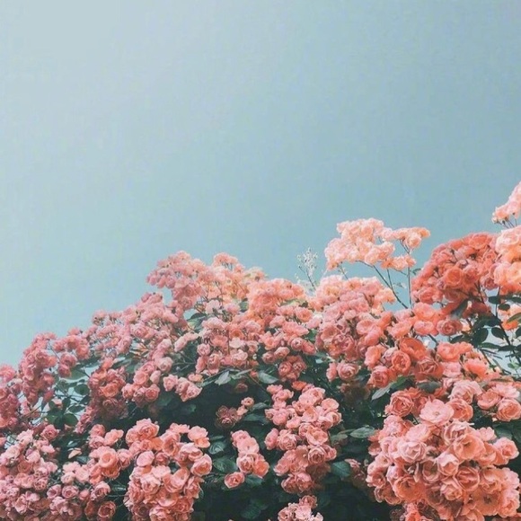 Meet your Posher, Alaina - Picture 1 of 1